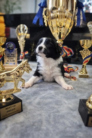 Eleganță, Inteligență și Pedigree de Excepție   Border Collie Femelă
