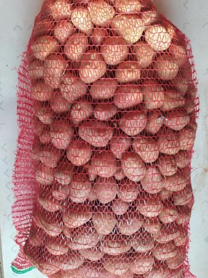 cartofi rosii de samanta