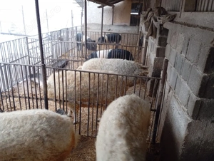 Porcii mangalița și Bazna de vânzare  - imagine 3