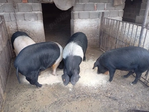 Porcii mangalița și Bazna de vânzare  - imagine 2