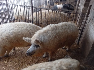Porcii mangalița și Bazna de vânzare  - imagine 4