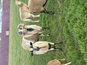 Oi de Camerun de vanzare - imagine 2