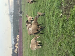 Oi de Camerun de vanzare - imagine 3