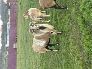 Oi de Camerun de vanzare