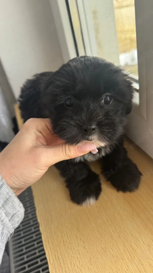 bichon negru - imagine 2