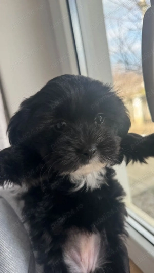 bichon negru - imagine 3