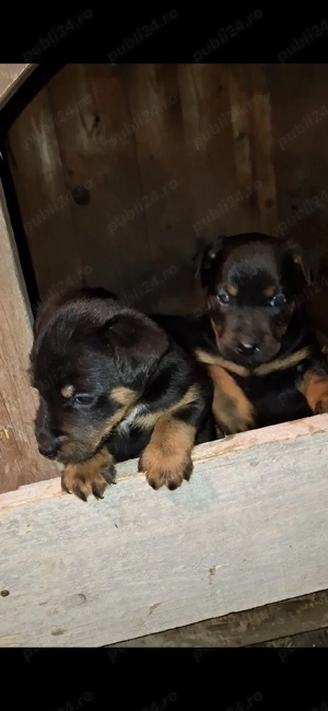 jagd terrier  - imagine 3