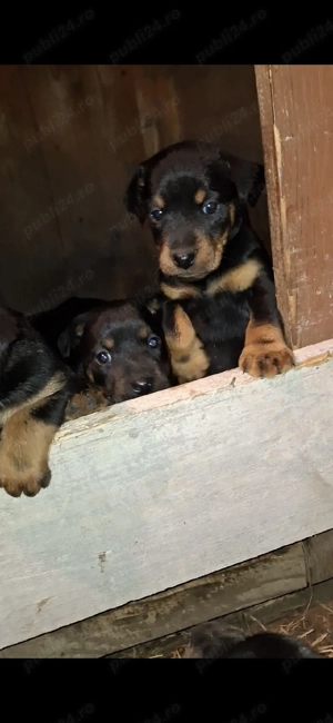 jagd terrier  - imagine 2