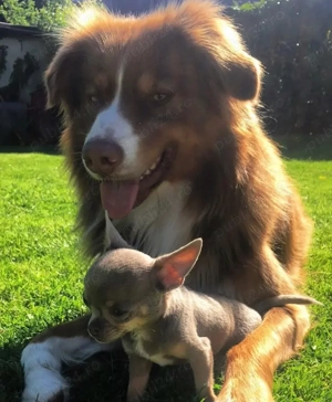 Căței de chihuahua  - imagine 3