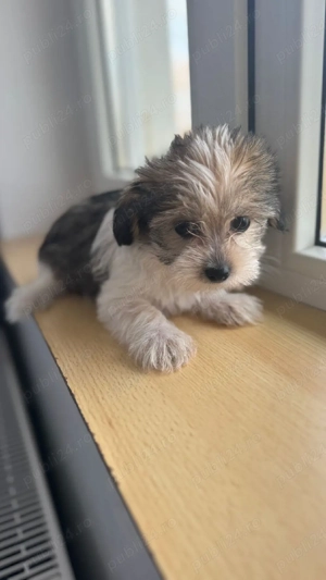 Morkie baiat - imagine 3