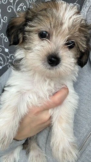 Morkie baiat - imagine 4