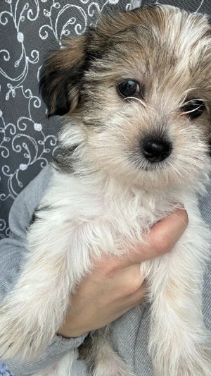 Morkie baiat - imagine 5