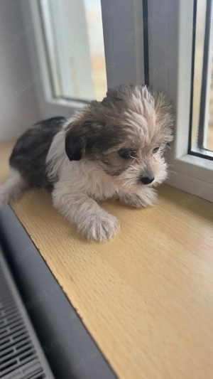 Morkie baiat - imagine 2