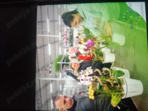 Se caută persoane la sortat de flori la banda 