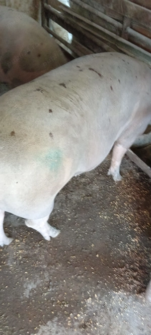 Porci, purcei  - imagine 4