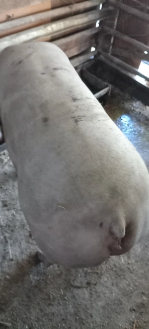 Porci, purcei  - imagine 3