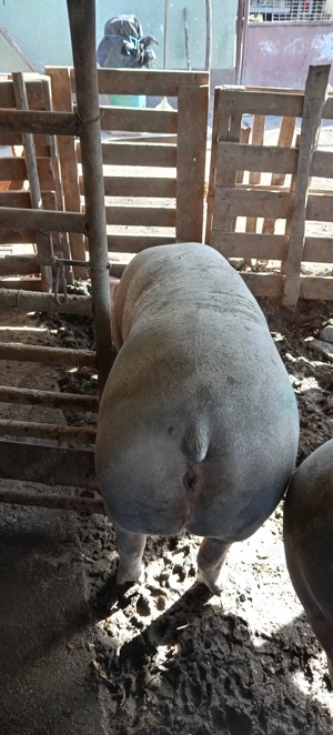 Porci, purcei  - imagine 5