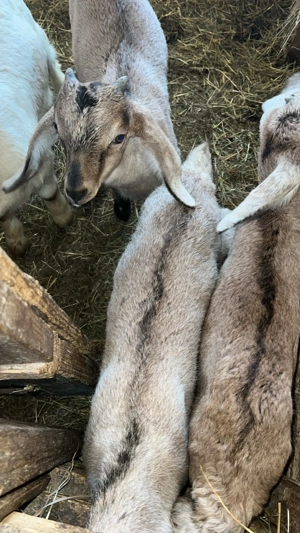 Vând ieduțe și țapi 