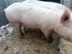 Vând porc 90 - 100 kg   - imagine 2
