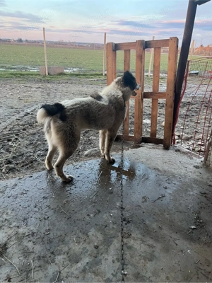 catea asia centrala in calduri  - imagine 2