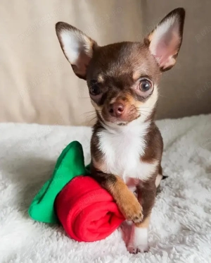 Căței de chihuahua  - imagine 4