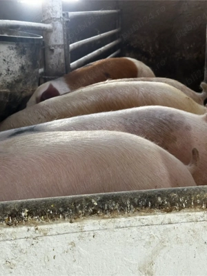 porci de vanzare