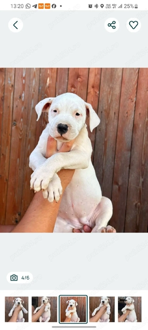 Se oferă spre vânzare Femela si Mascul  Dogo Argentino, - imagine 4
