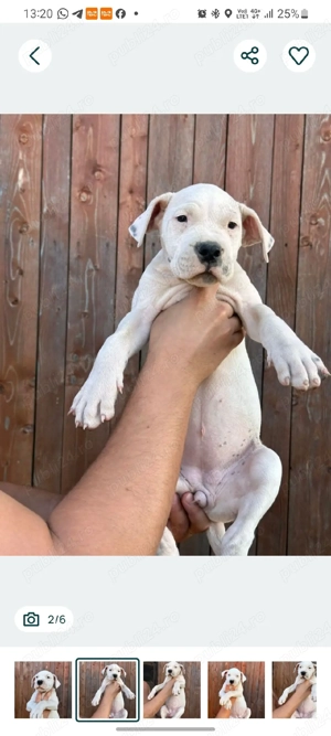 Se oferă spre vânzare Femela si Mascul  Dogo Argentino, - imagine 2