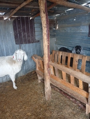 Capre anglonubiene  - imagine 2