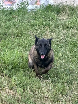 Donez Belgian Malinous femela 1,5 ani - imagine 3