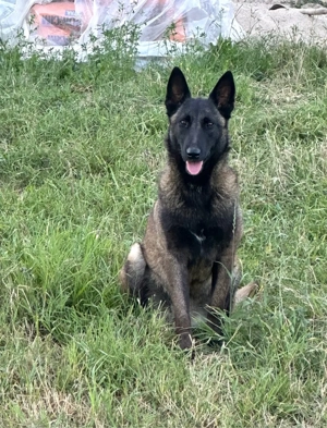 Donez Belgian Malinous femela 1,5 ani - imagine 2