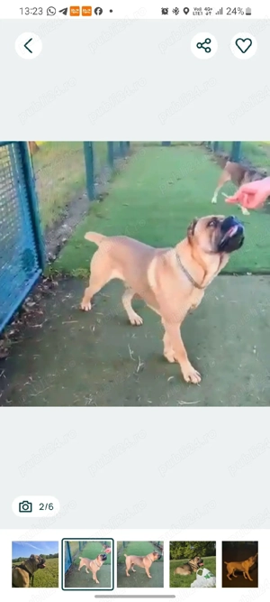 Mascul Cane Corso Formentino cu pedigree FCI, 3 ani dresat - imagine 2