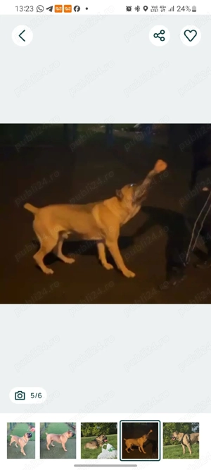 Mascul Cane Corso Formentino cu pedigree FCI, 3 ani dresat