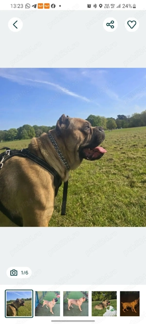 Mascul Cane Corso Formentino cu pedigree FCI, 3 ani dresat - imagine 3