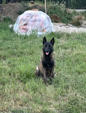 Donez Belgian Malinous femela 1,5 ani