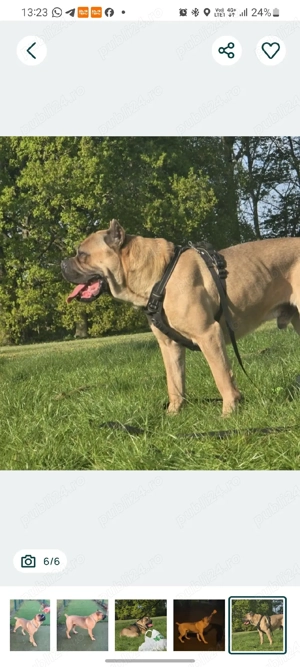 Mascul Cane Corso Formentino cu pedigree FCI, 3 ani dresat - imagine 5