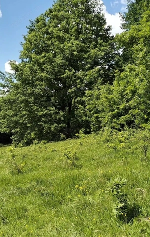 Fără agenție, teren extravilan pădure cu fâneață și vecini, izvoare, sud-vestic - imagine 4
