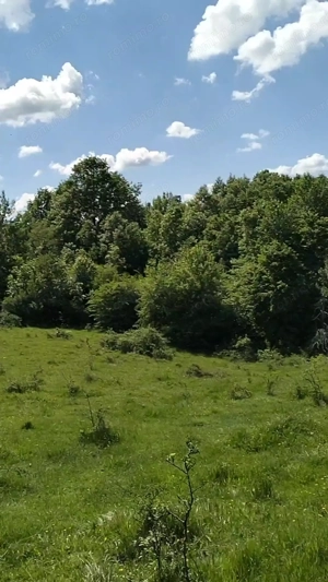 Fără agenție, teren extravilan pădure cu fâneață și vecini, izvoare, sud-vestic - imagine 5