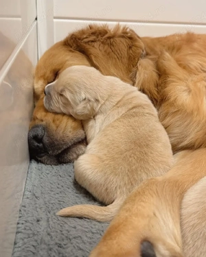 Căței de golden retriever  - imagine 4