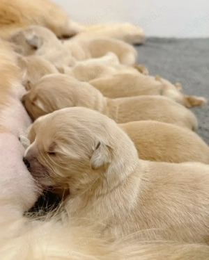 Căței de golden retriever  - imagine 3