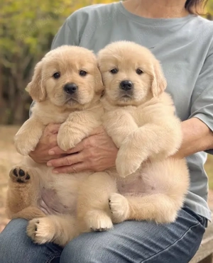 Căței de golden retriever  - imagine 2