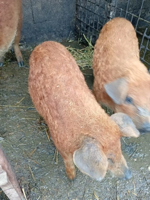 Purcei mangalita  - imagine 2