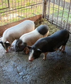 Vând trei fetițe vietnameze 