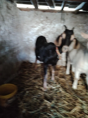 Capre anglonubiene originale cu pedigree  - imagine 3