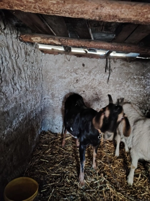 Capre anglonubiene originale cu pedigree  - imagine 2