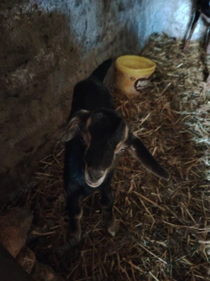 Capre anglonubiene originale cu pedigree 