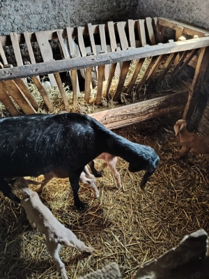 Capre anglonubiene originale cu pedigree  - imagine 5