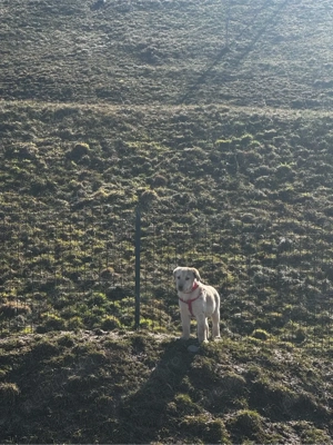 Pui Labrador - imagine 3