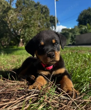 Căței de Rottweiler  - imagine 4