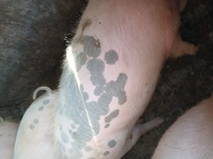 vand porci  - imagine 3